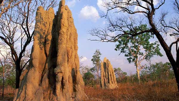 Tổ mối