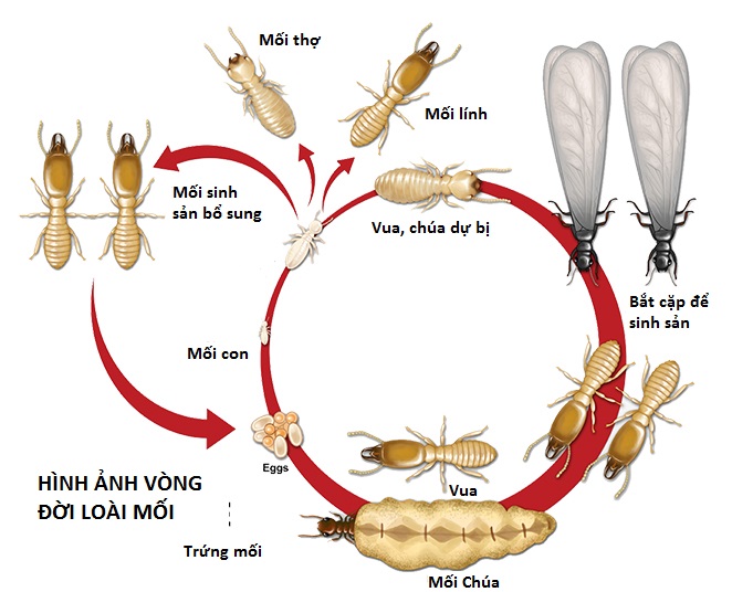 Vòng đời loài mối